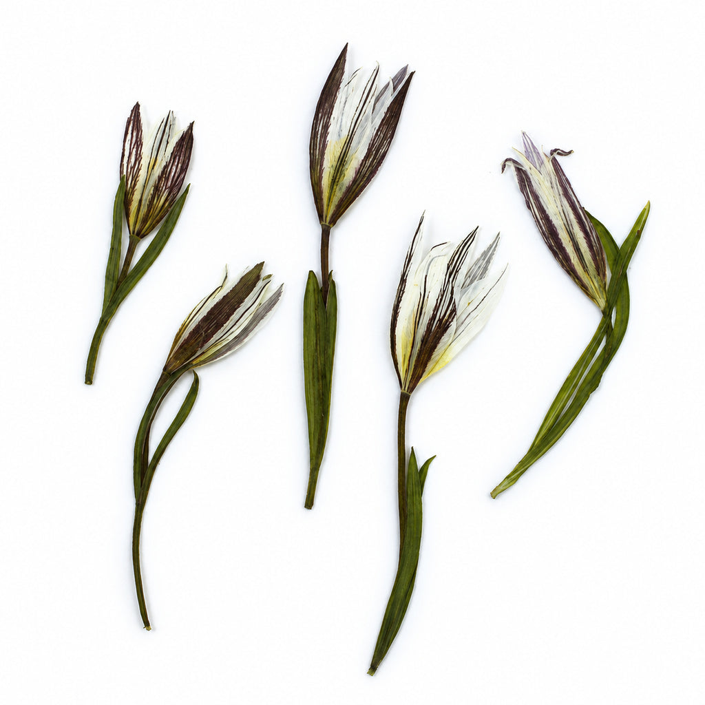 Pressed Flower Amana arranged on a white background