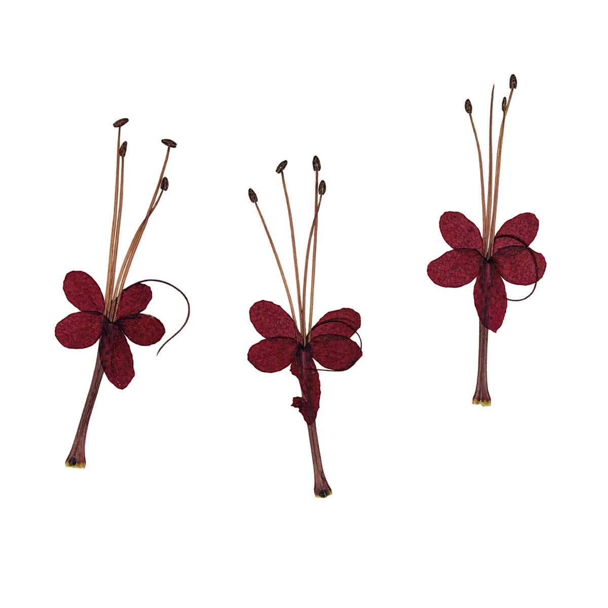 Pressed Flower Bleeding Heart Vine arranged on a white background