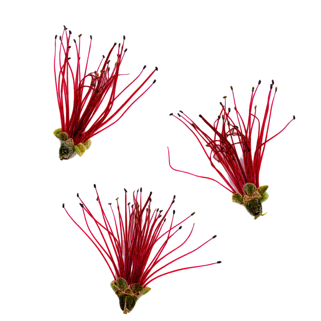 Pressed Flower Bottlebrush arranged on a white background