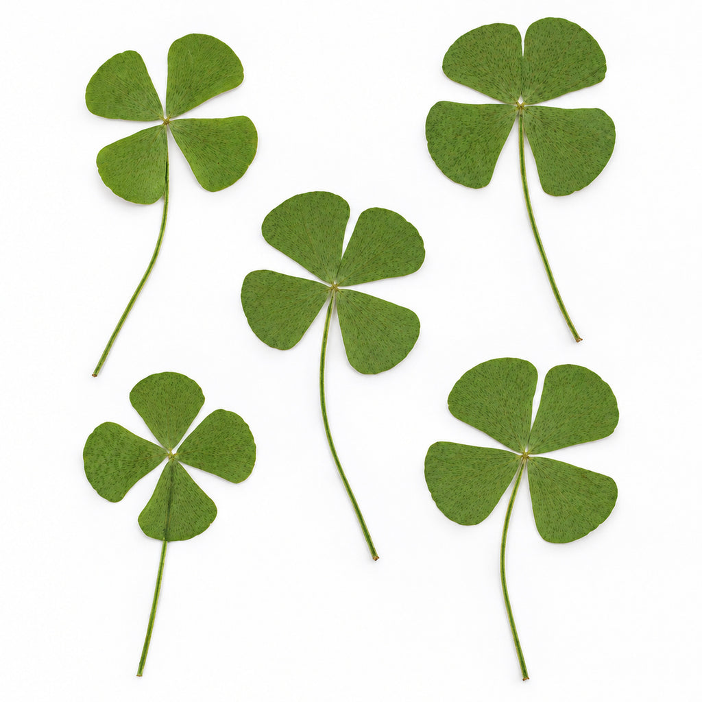 Pressed Four-Leaf Clover arranged on a white background