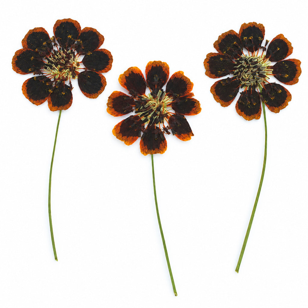 Pressed Flower Coreopsis arranged on a white background