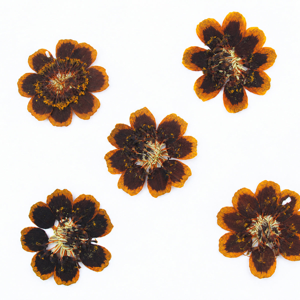 Pressed Flower Coreopsis arranged on a white background