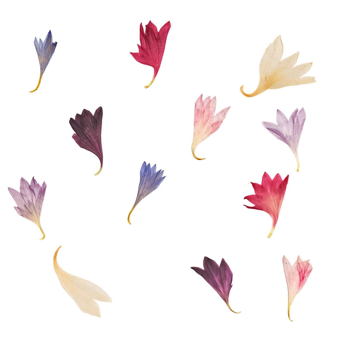 Pressed Cornflower Petals arranged on a white background