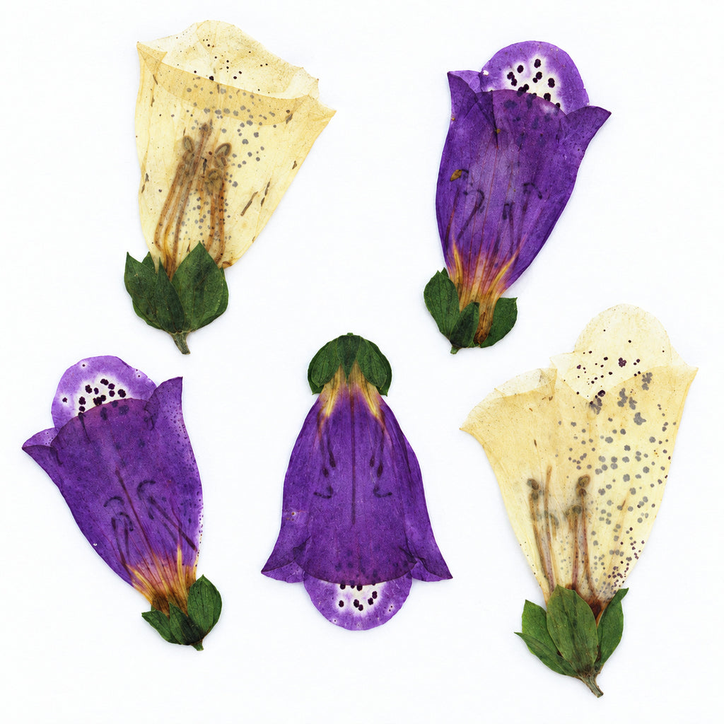 Pressed Flower Foxglove arranged on a white background