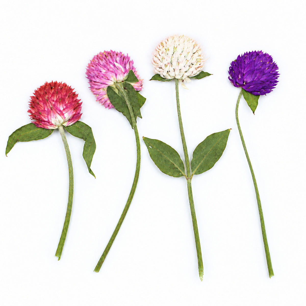 Pressed Flower Globe Amaranth arranged on a white background