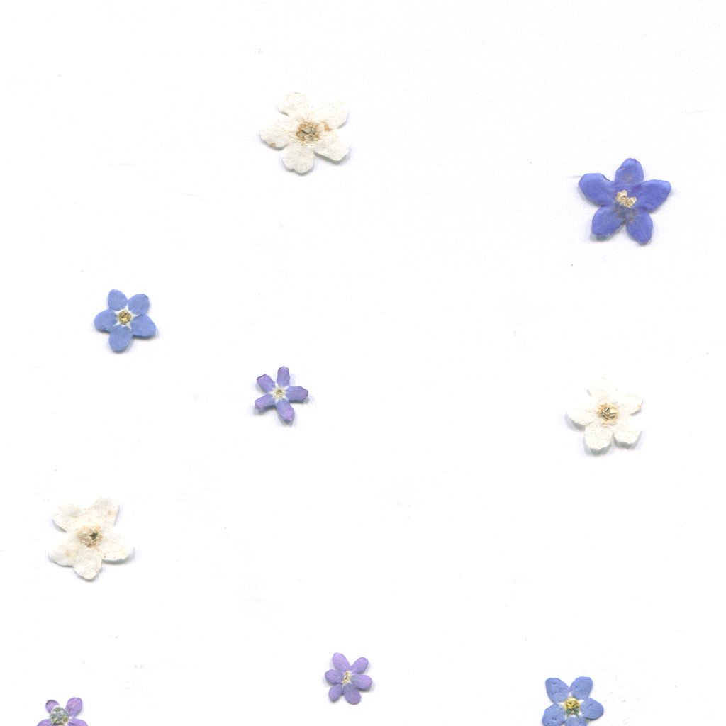 Pressed forget-me-not flower heads in blue, purple and white