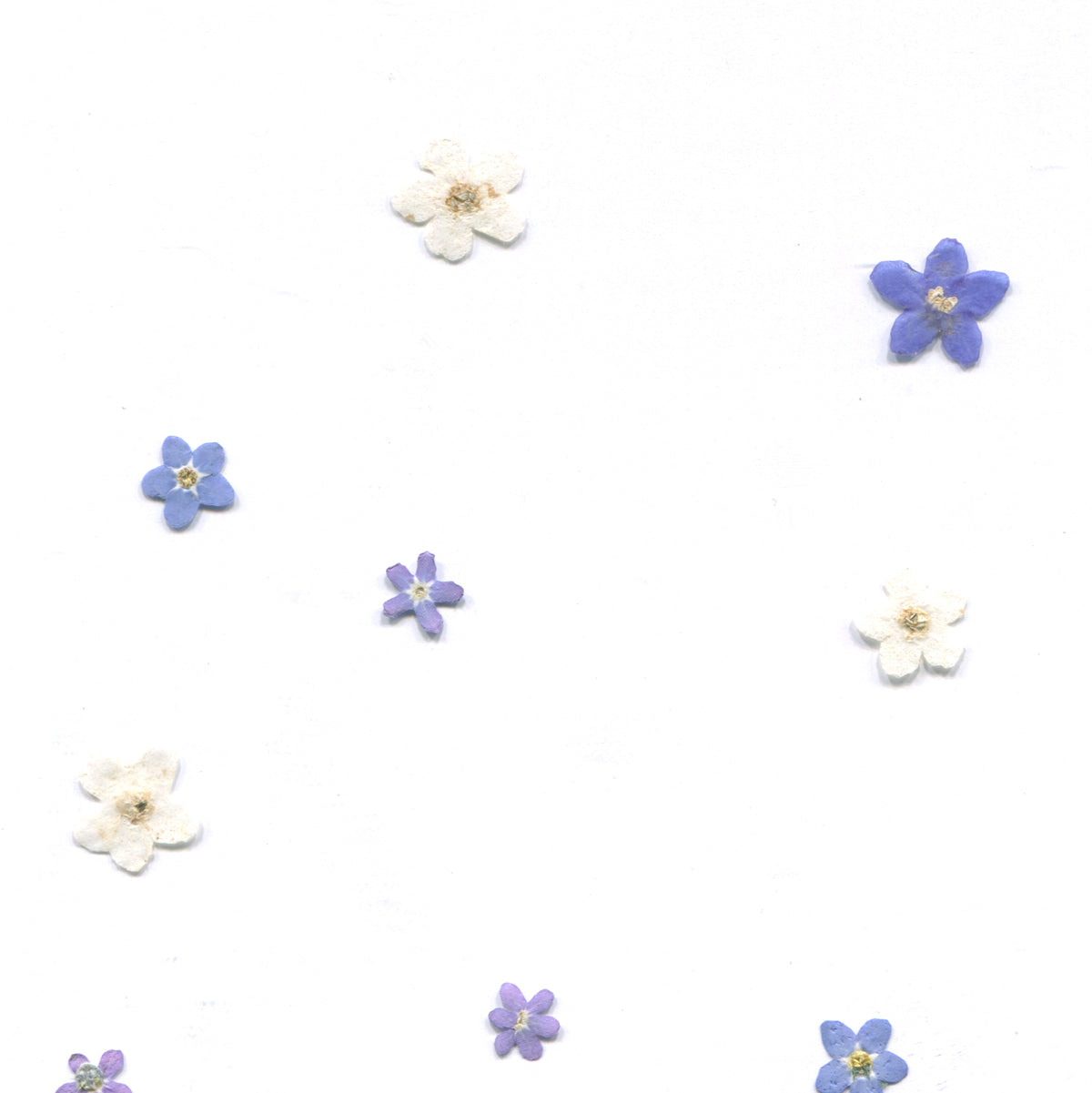 Pressed forget-me-not flower heads in blue, purple and white
