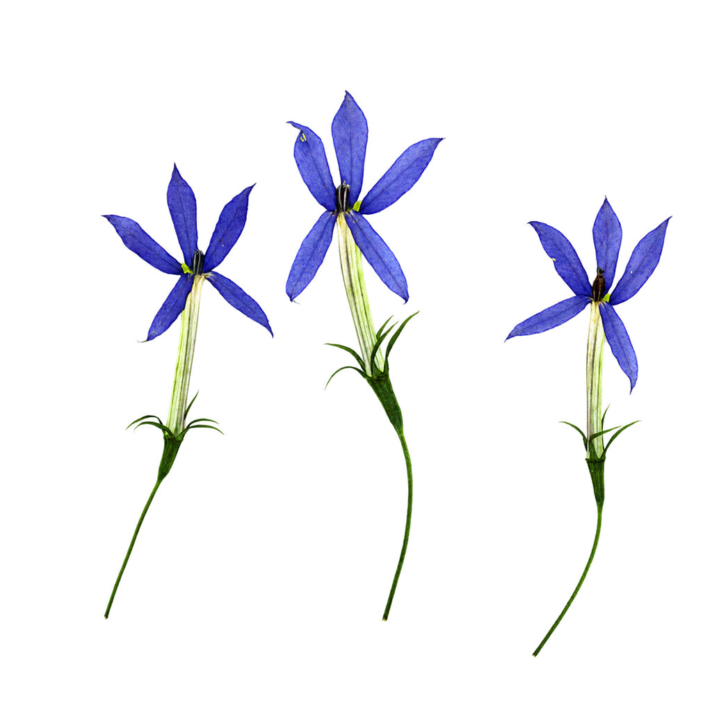 Pressed Flower Laurentia arranged on a white background