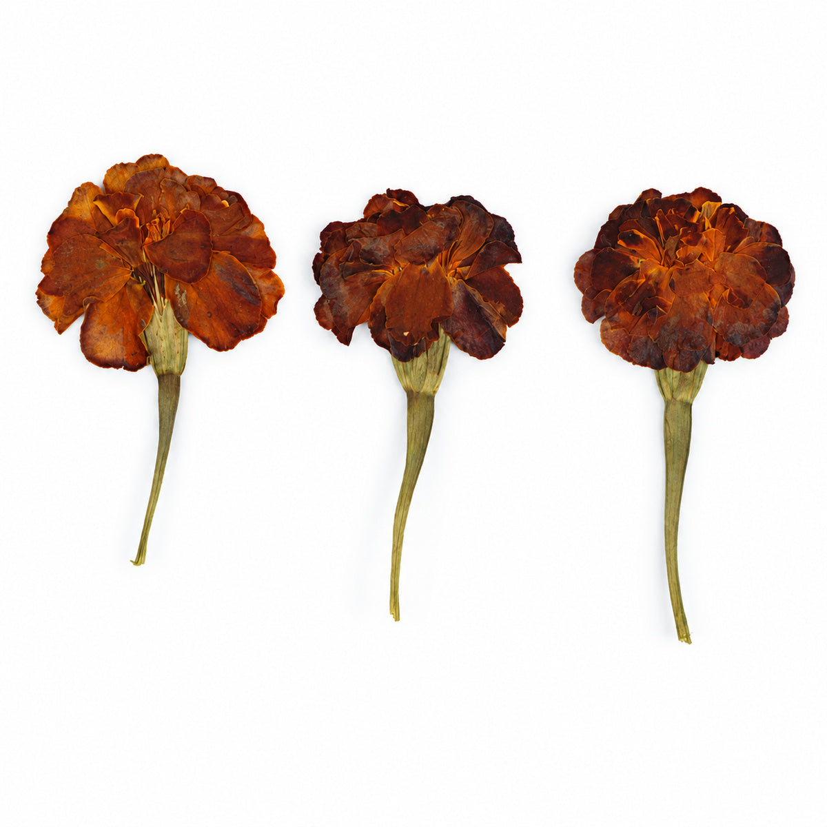 Pressed Flower Marigold arranged on a white background