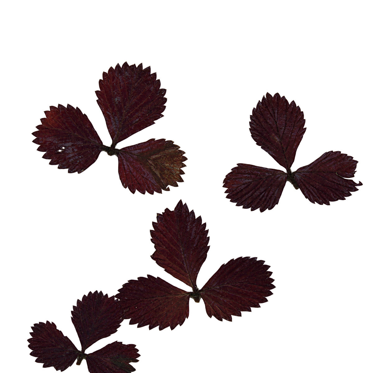Pressed Mock Strawberry Leaves arranged on a white background
