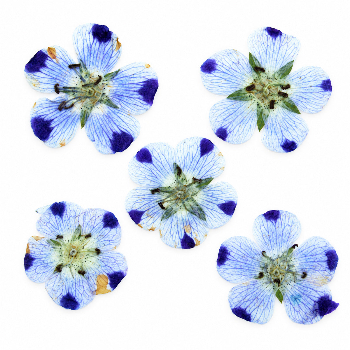 Pressed Flower Nemophila arranged on a white background