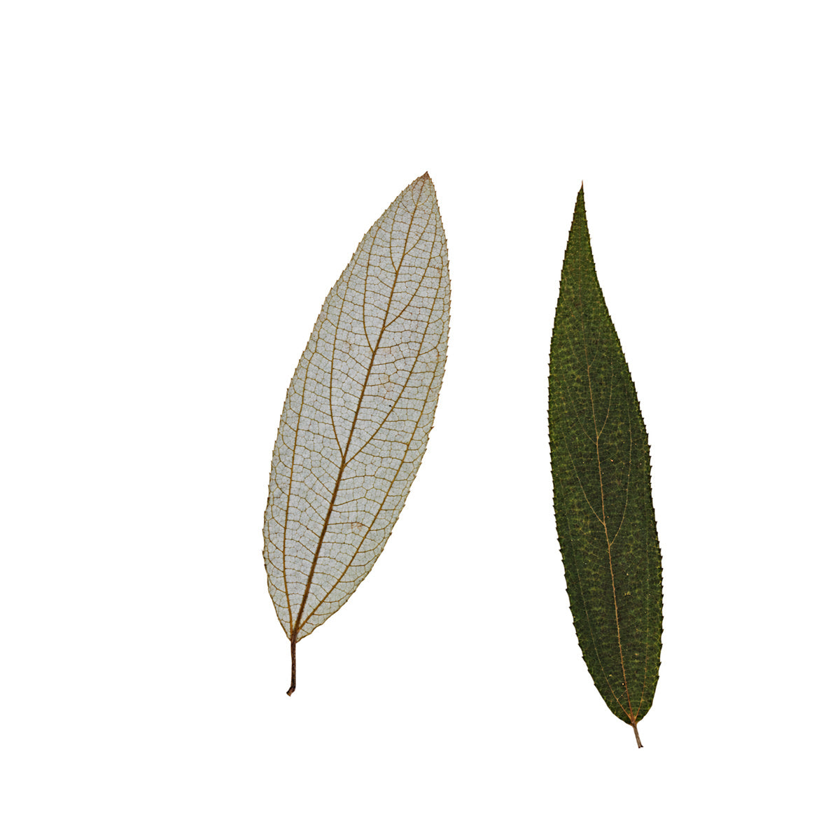Pressed Shui Ma Leaves arranged on a white background