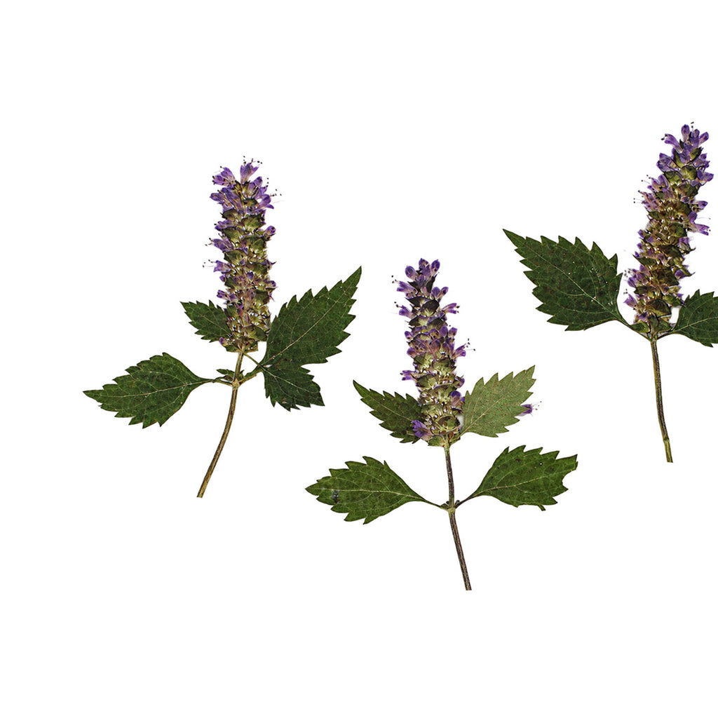 Pressed Korean Mint Flowers arranged on a white background
