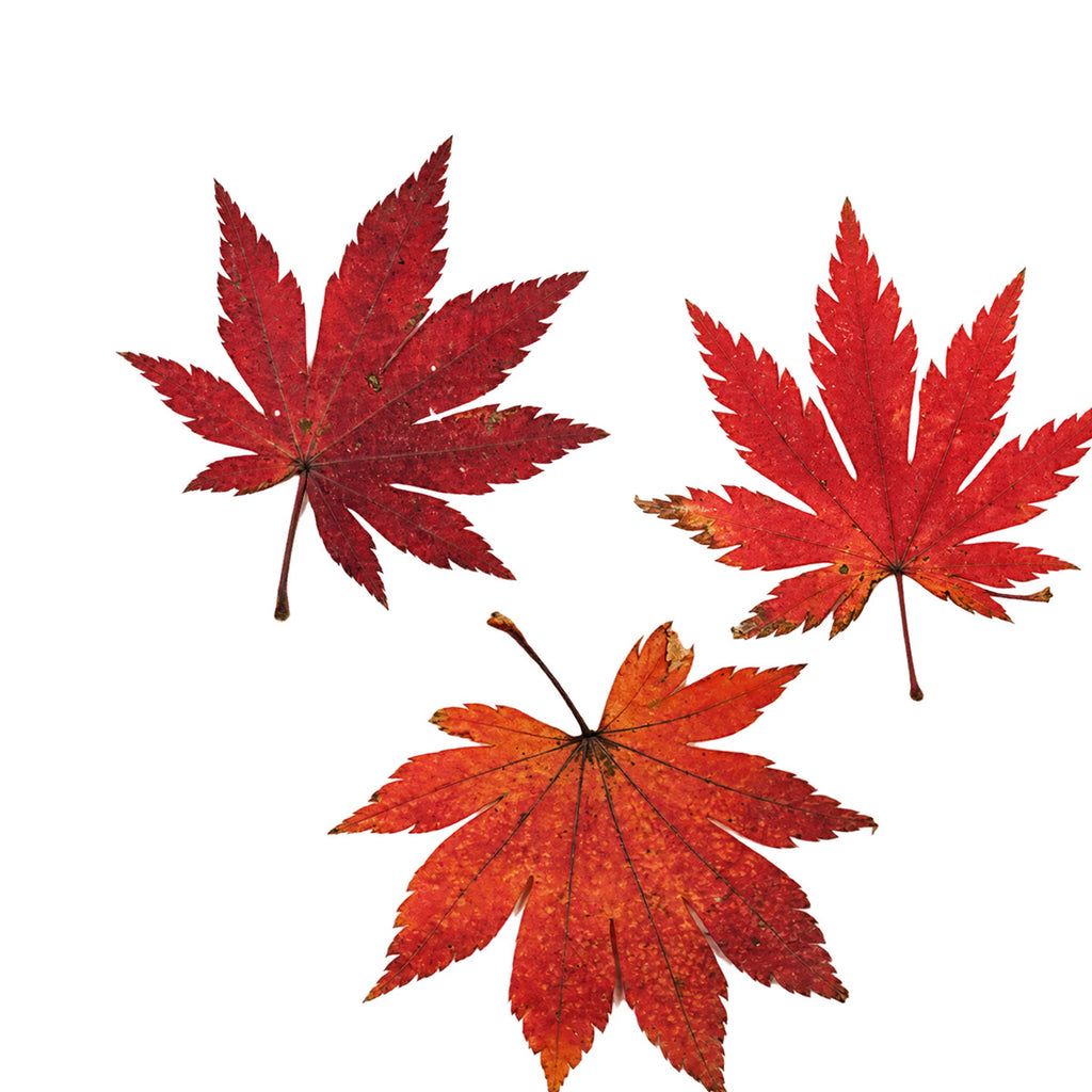 Pressed Maple Leaves arranged on a white background
