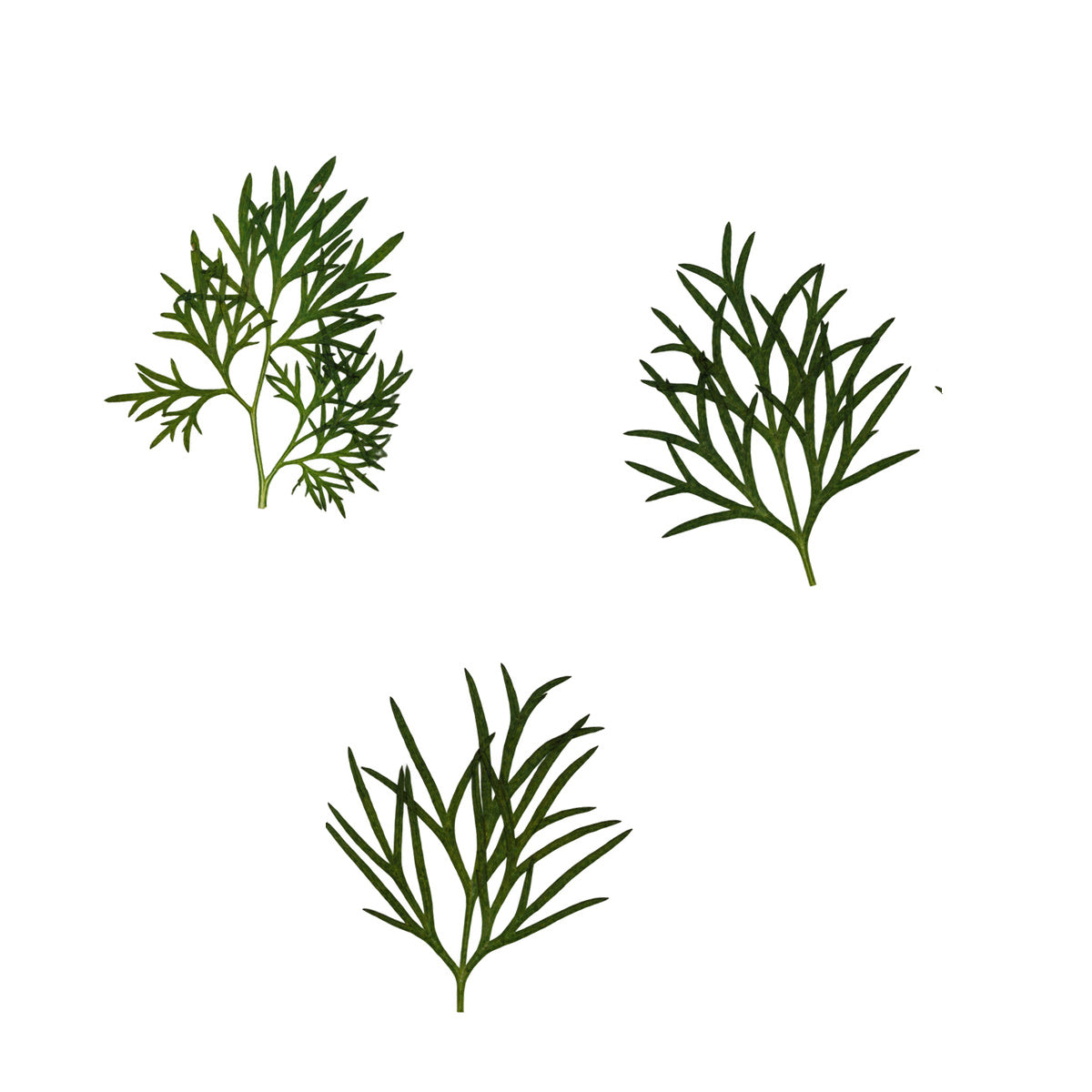 Pressed Larkspur Leaves arranged on a white background