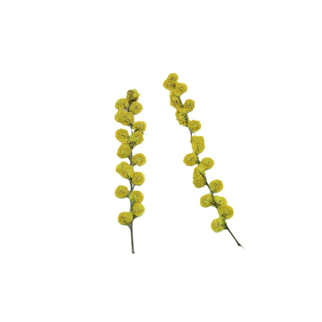 Pressed Acacia botanical specimens in their natural colors