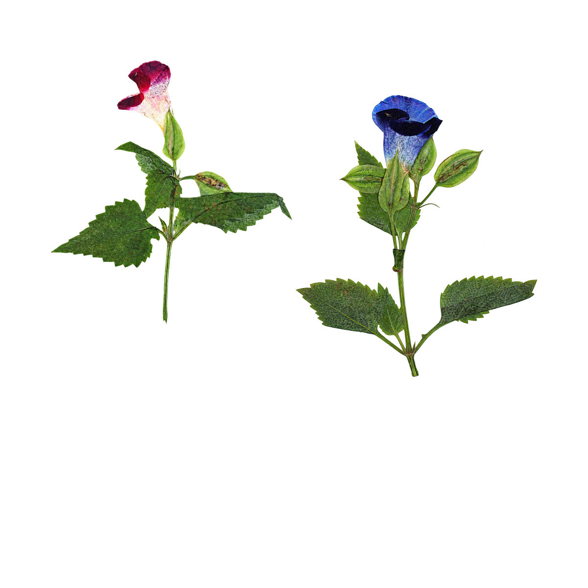 Pressed Wishbone Flower botanical specimens in their natural colors