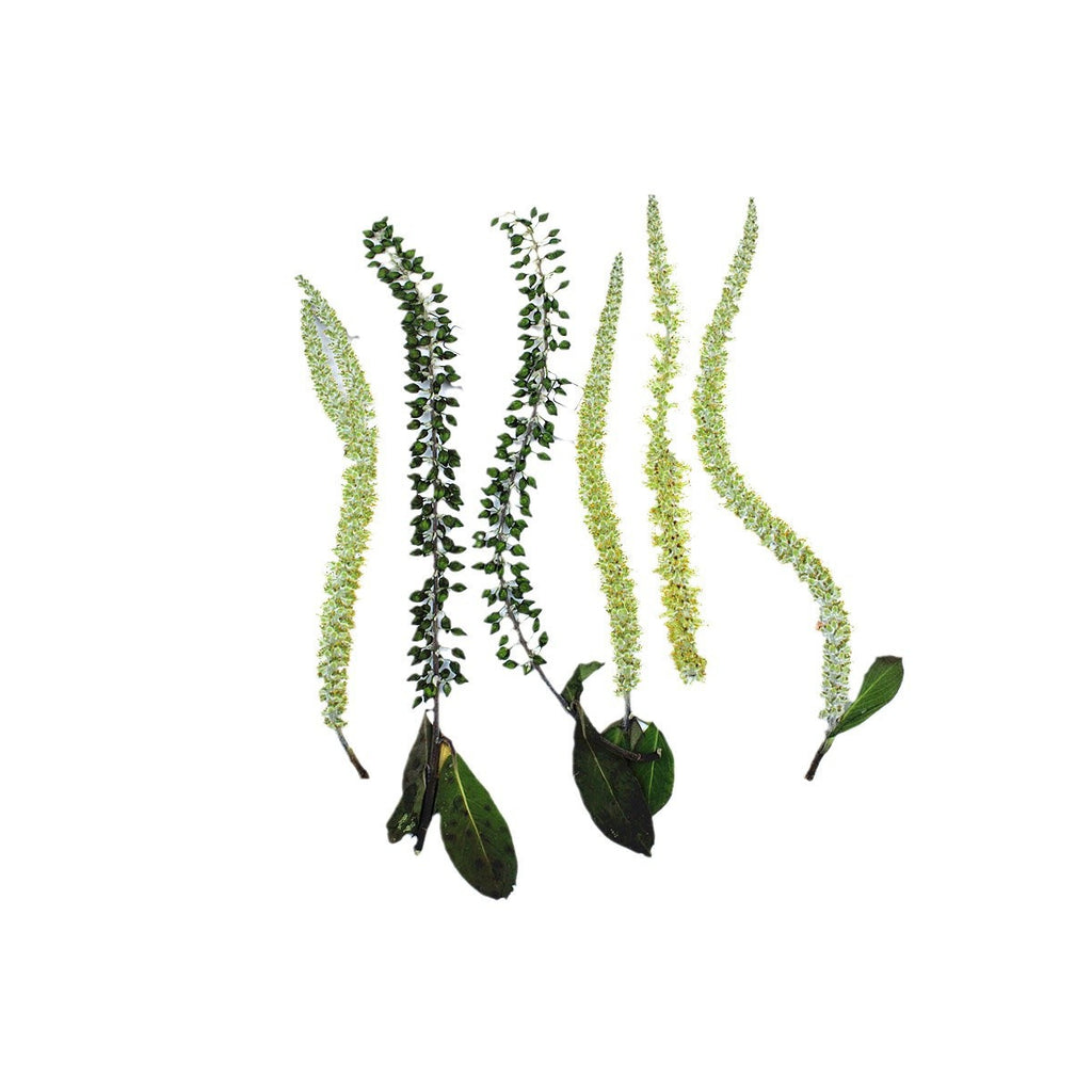 Pressed Willow botanical specimens in their natural colors