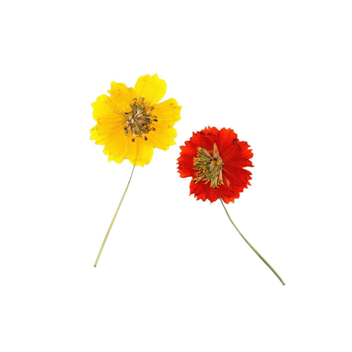 Pressed Sulfur Cosmos botanical specimens in their natural colors