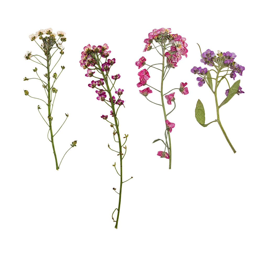 Pressed Sweet Alyssum botanical specimens in their natural colors