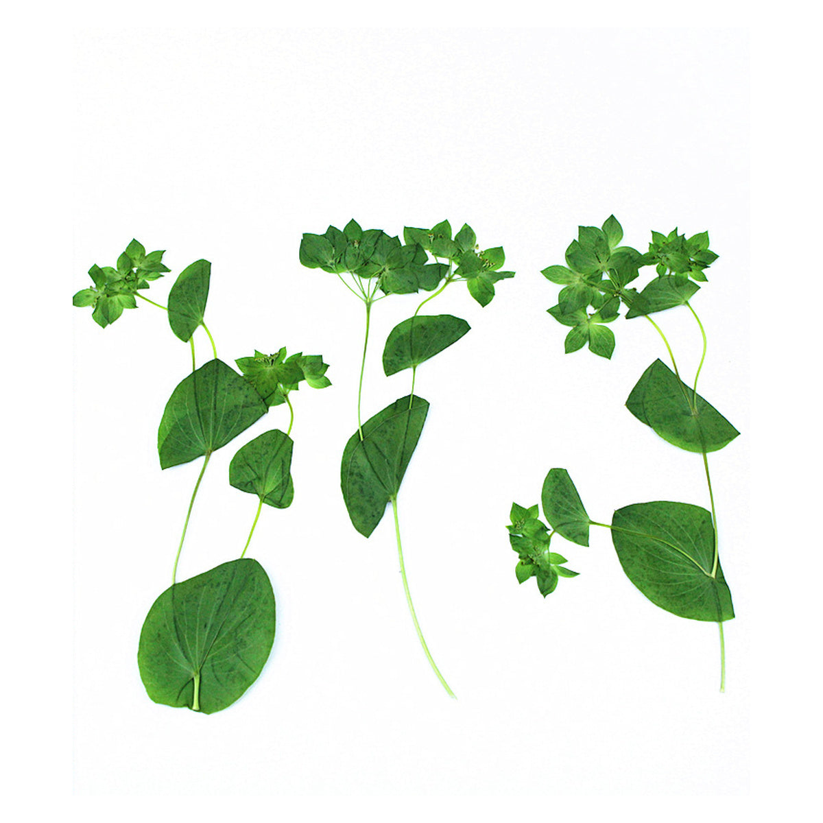 Pressed Bupleurum flowering stems with their naturally folded green leaves