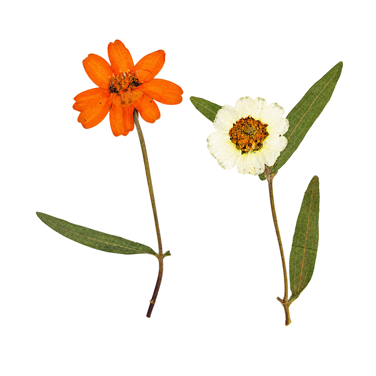 Pressed Zinnia botanical specimens in their natural colors