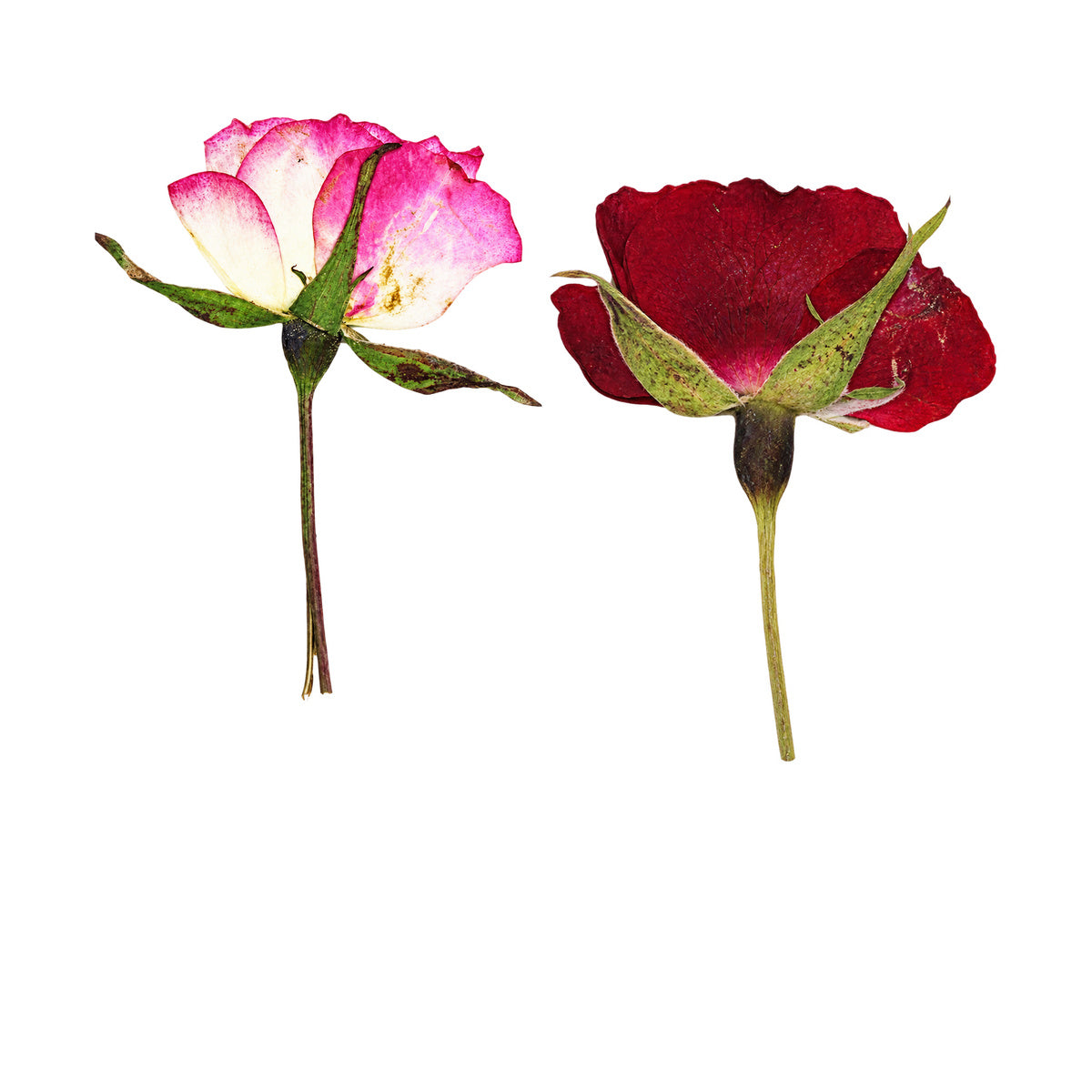 Pressed Rose botanical specimens in their natural colors