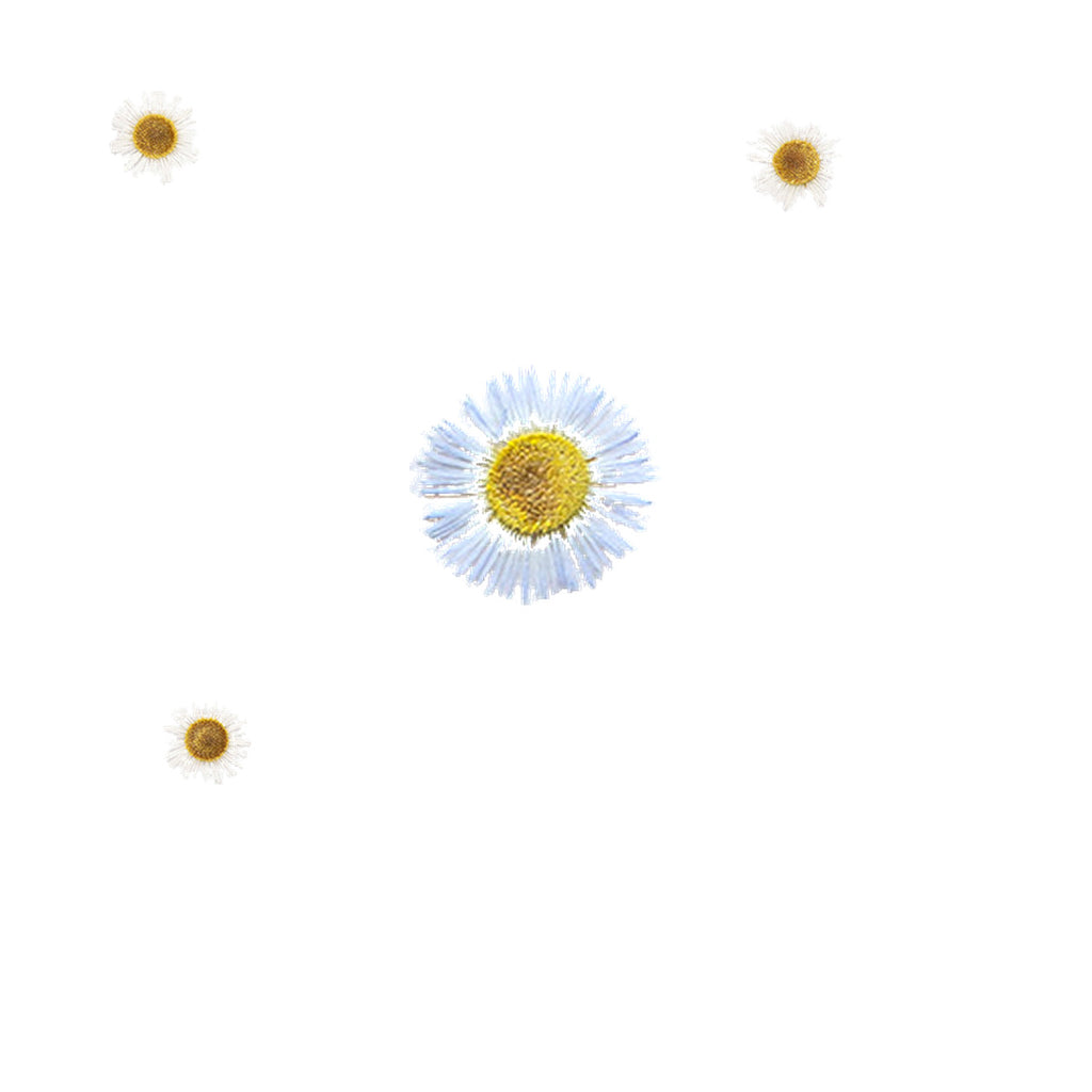 Pressed Fleabane botanical specimens in their natural colors