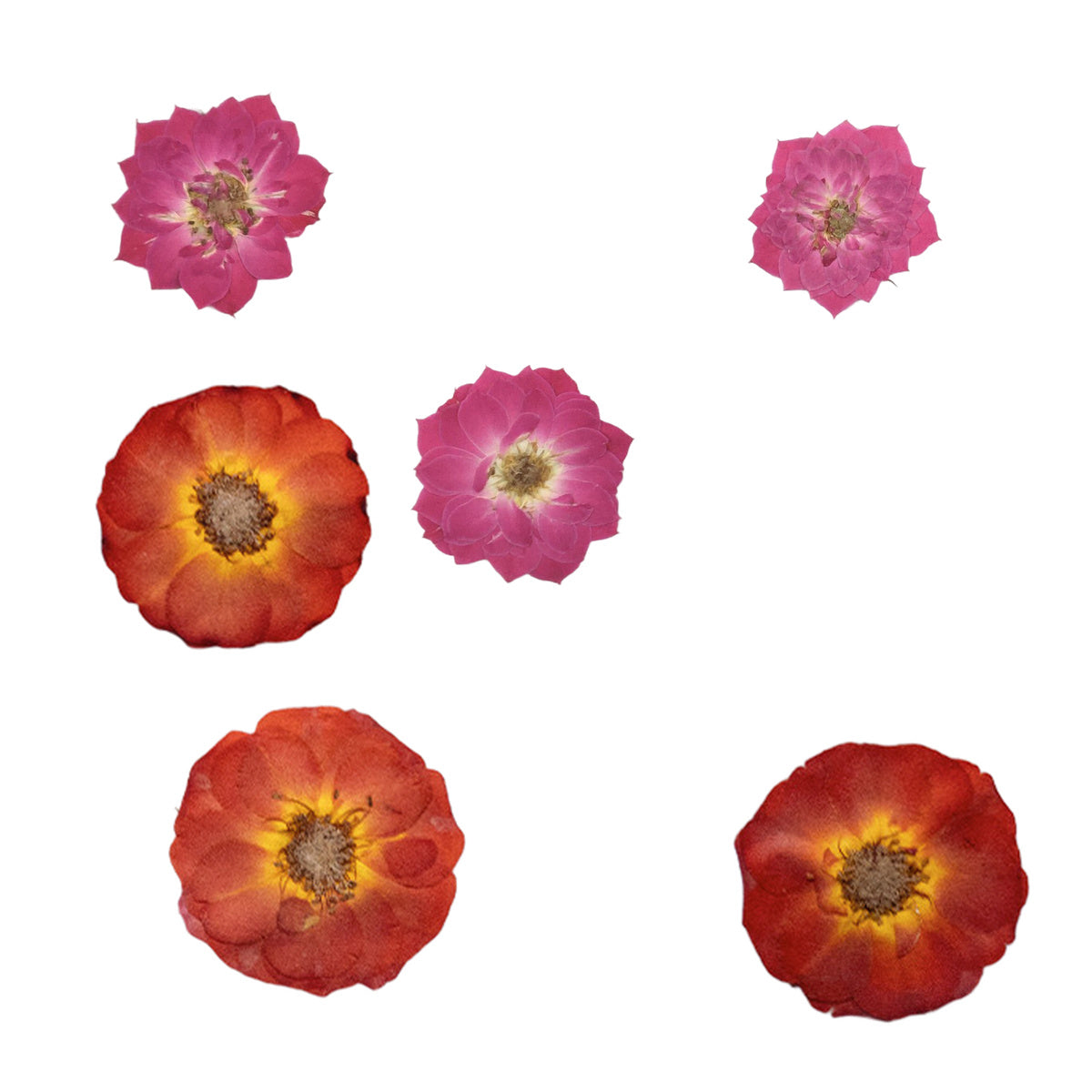 Pressed Rose botanical specimens in their natural colors