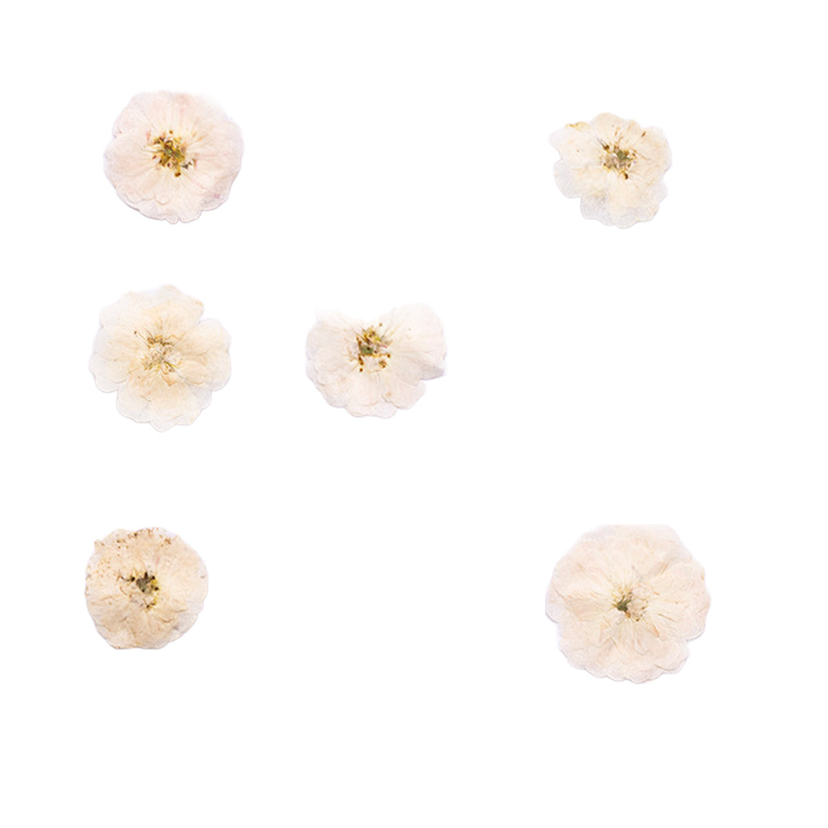 Pressed Rose botanical specimens in their natural colors