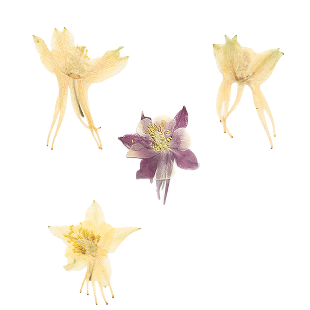 Pressed Columbine botanical specimens in their natural colors