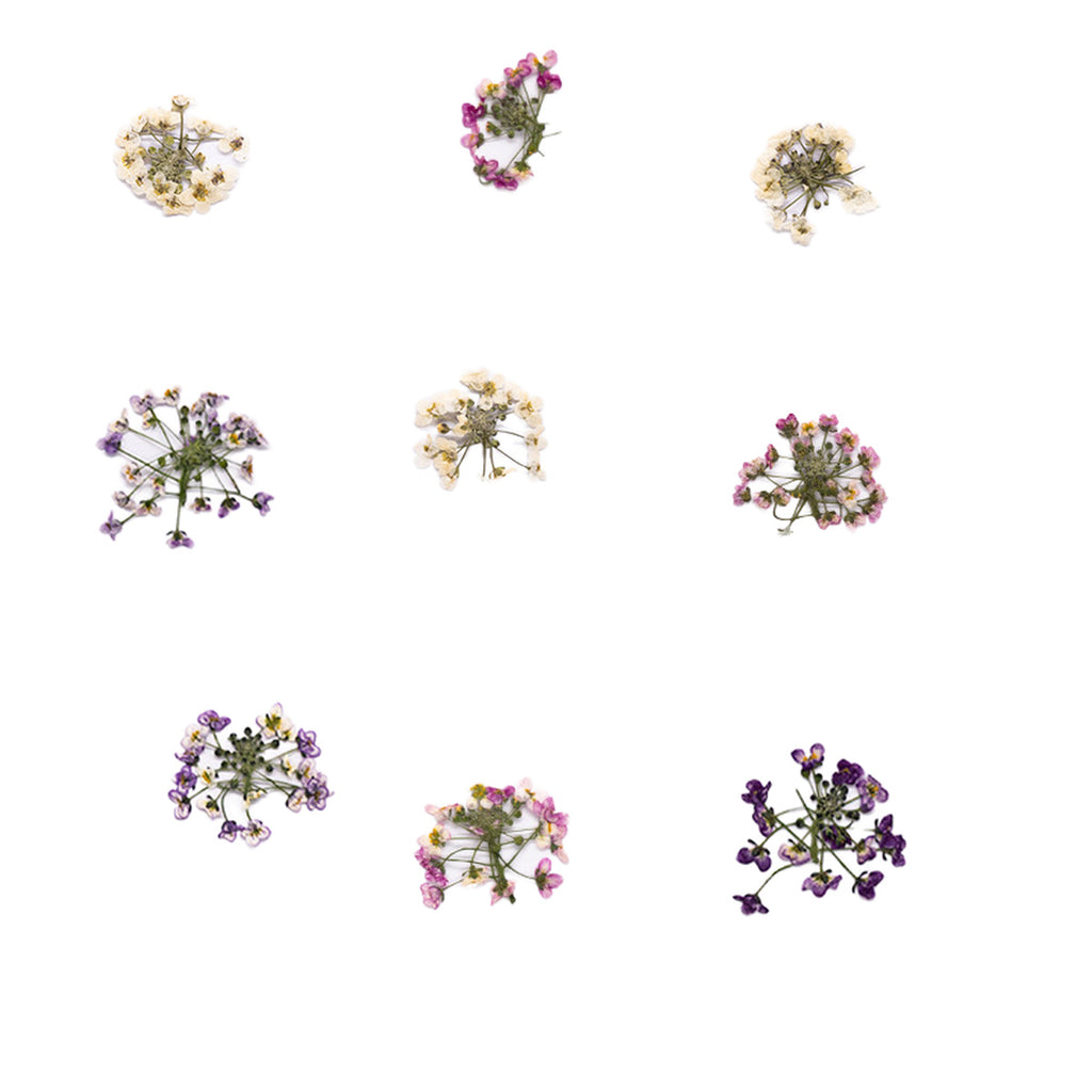 Pressed Sweet Alyssum botanical specimens in their natural colors