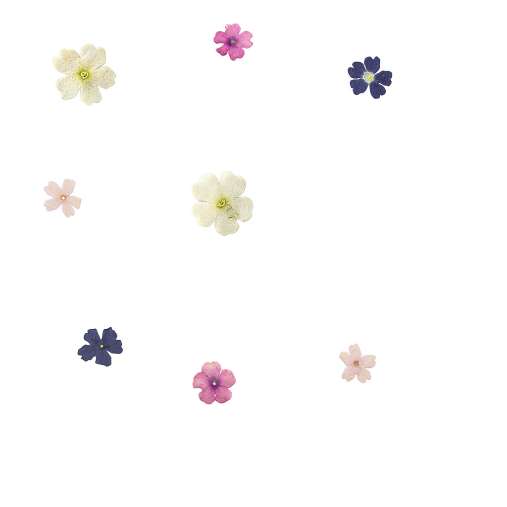 Pressed Verbena botanical specimens in their natural colors