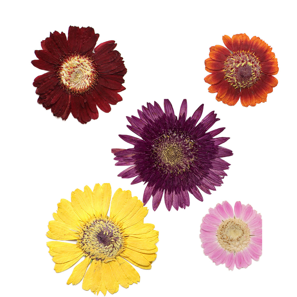 Pressed Gerbera botanical specimens in their natural colors