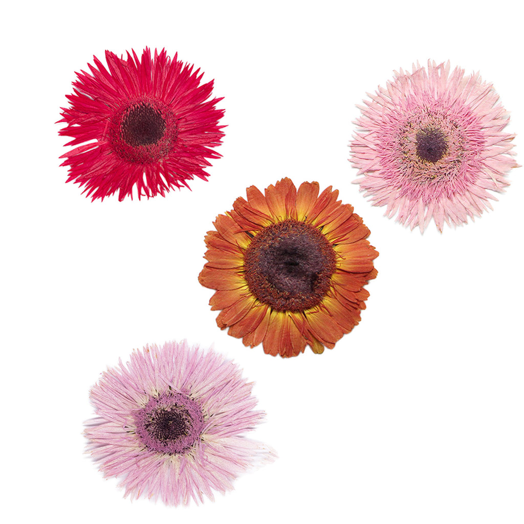 Pressed Gerbera botanical specimens in their natural colors