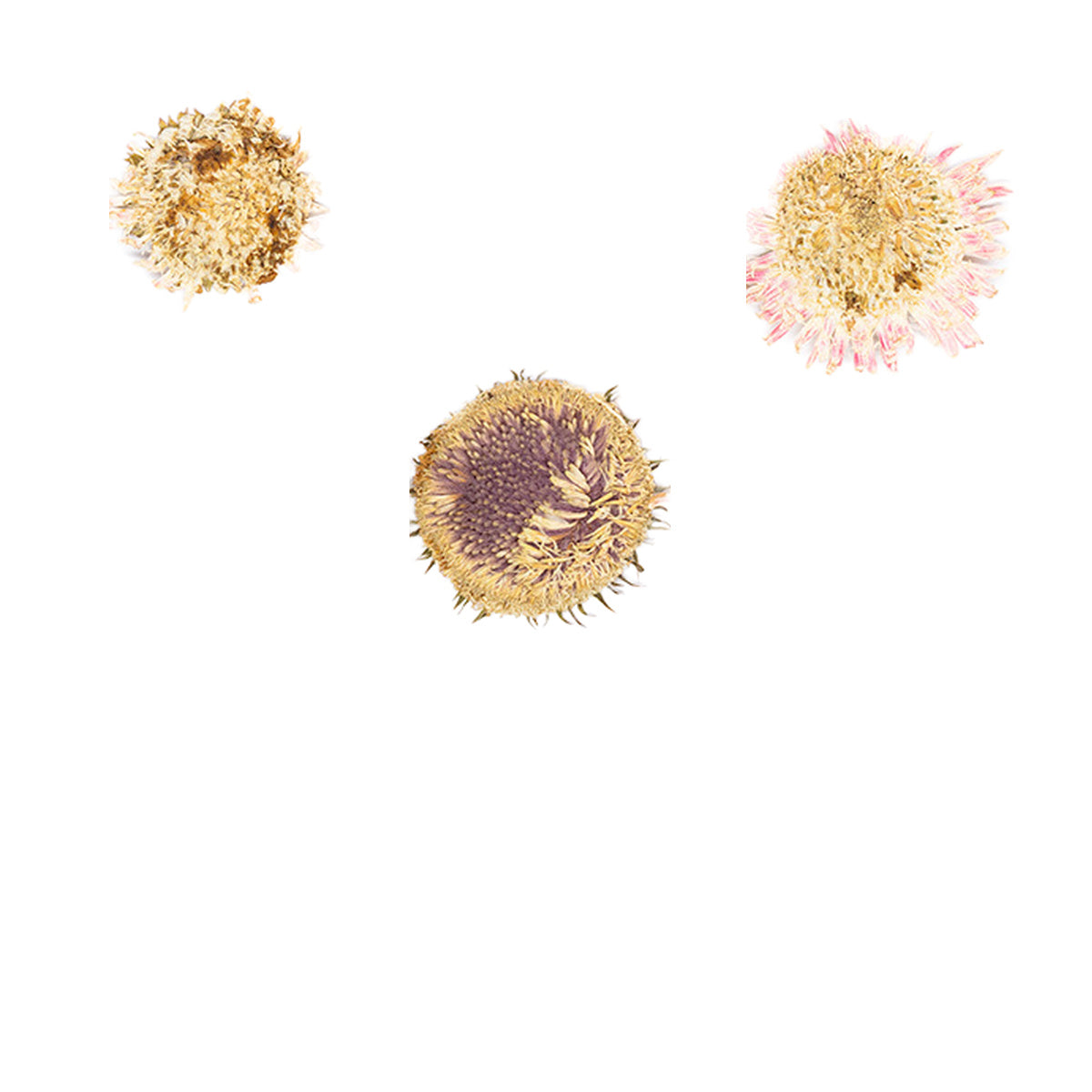 Pressed Gerbera Flower Centers botanical specimens in their natural colors