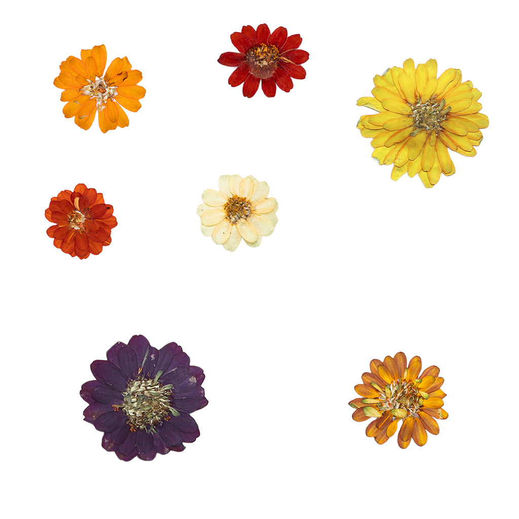 Pressed Zinnia botanical specimens in their natural colors