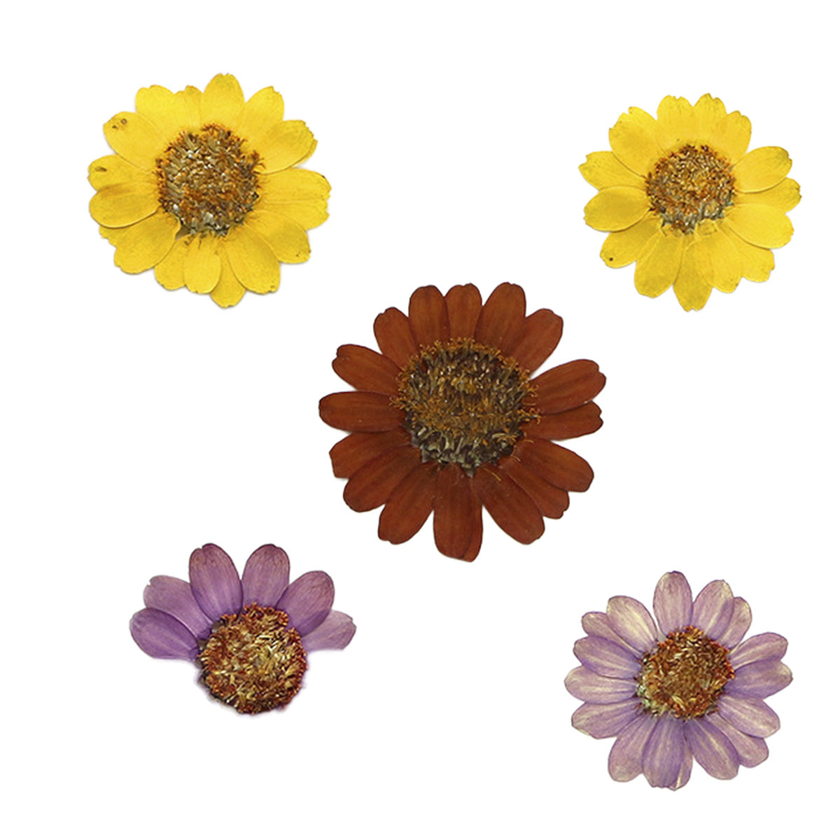 Pressed Zinnia botanical specimens in their natural colors