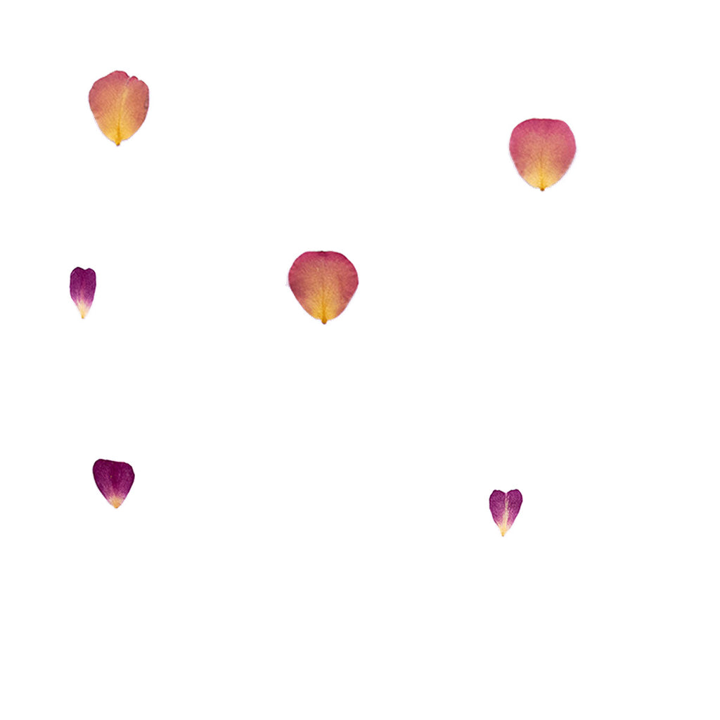 Pressed Rose Petals botanical specimens in their natural colors