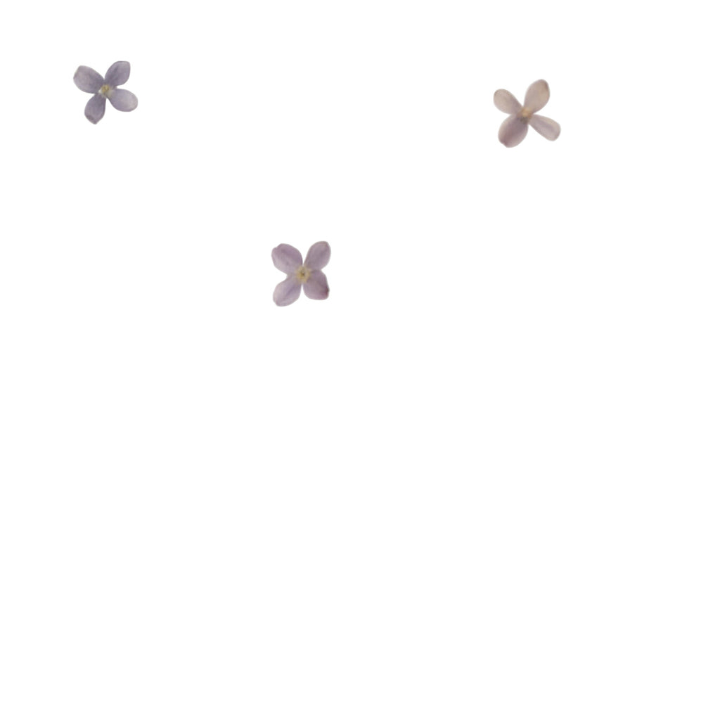 Pressed Lilac botanical specimens in their natural colors