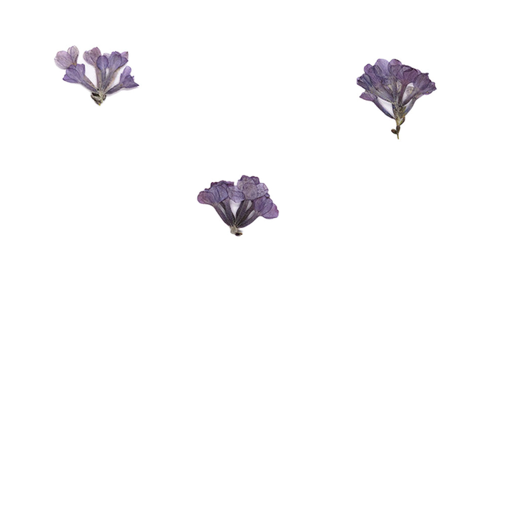 Pressed Lilac botanical specimens in their natural colors