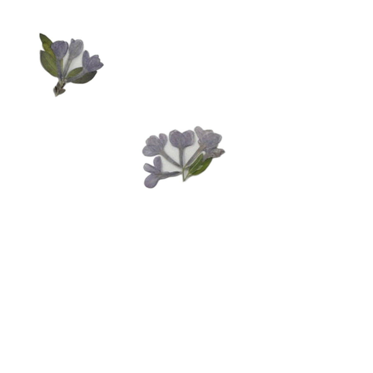 Pressed Lilac botanical specimens in their natural colors