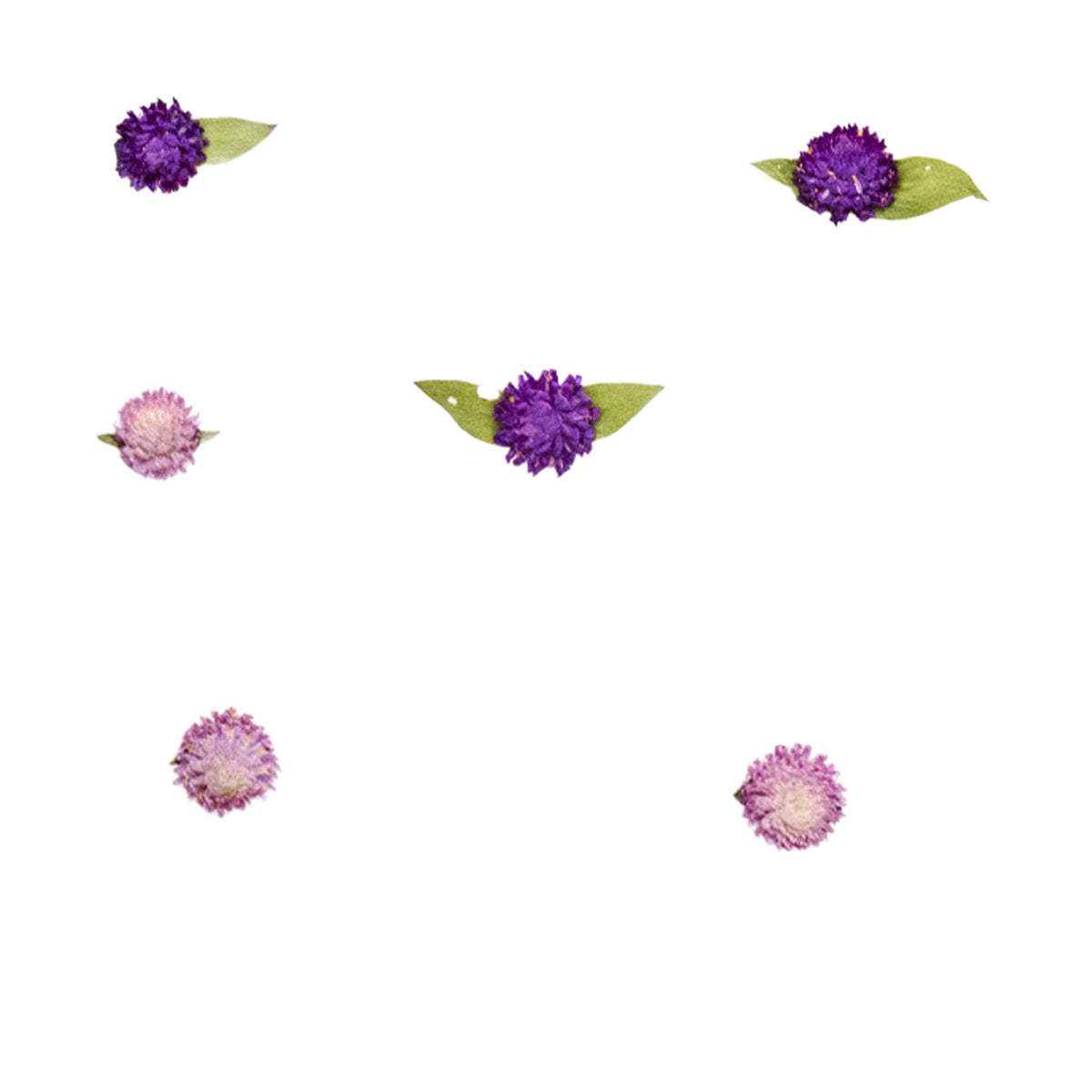 Pressed Globe Amaranth botanical specimens in their natural colors