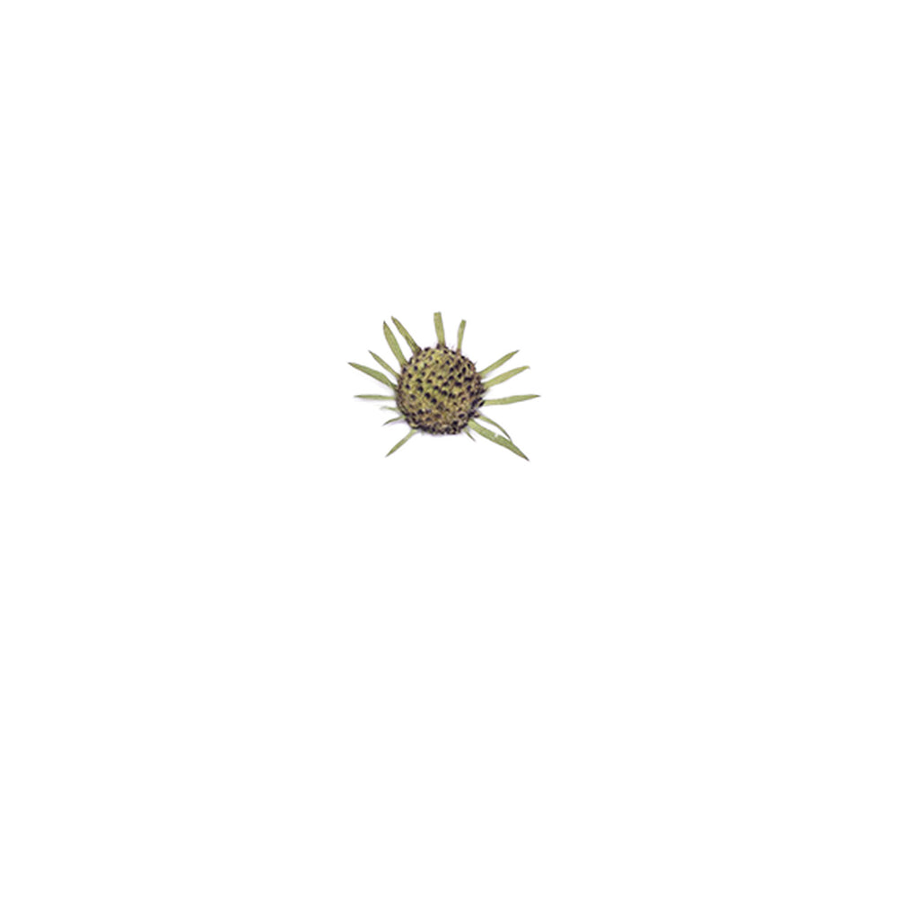 Pressed Pincushion Flower Seedheads botanical specimens in their natural colors