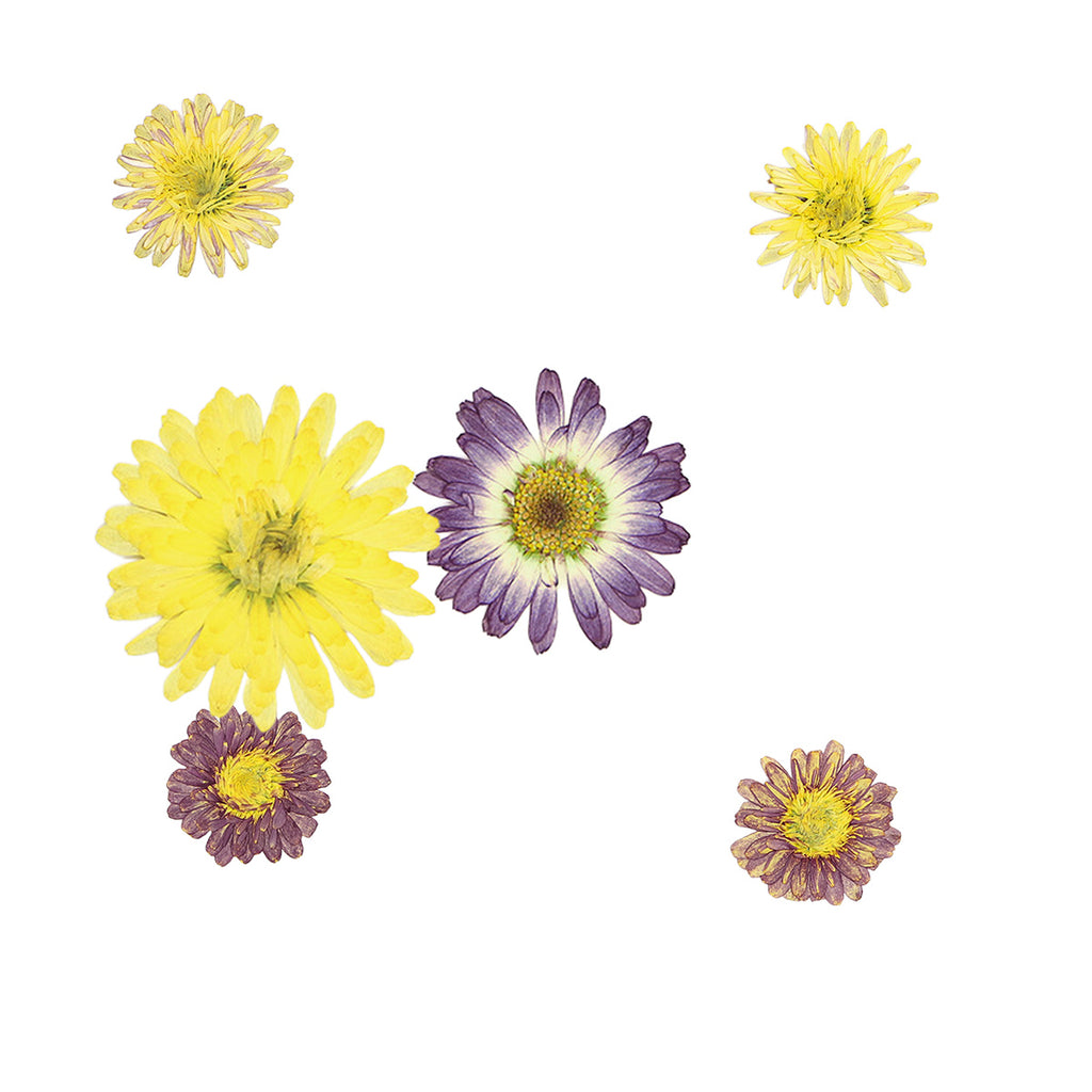 Pressed Marguerite Daisy botanical specimens in their natural colors
