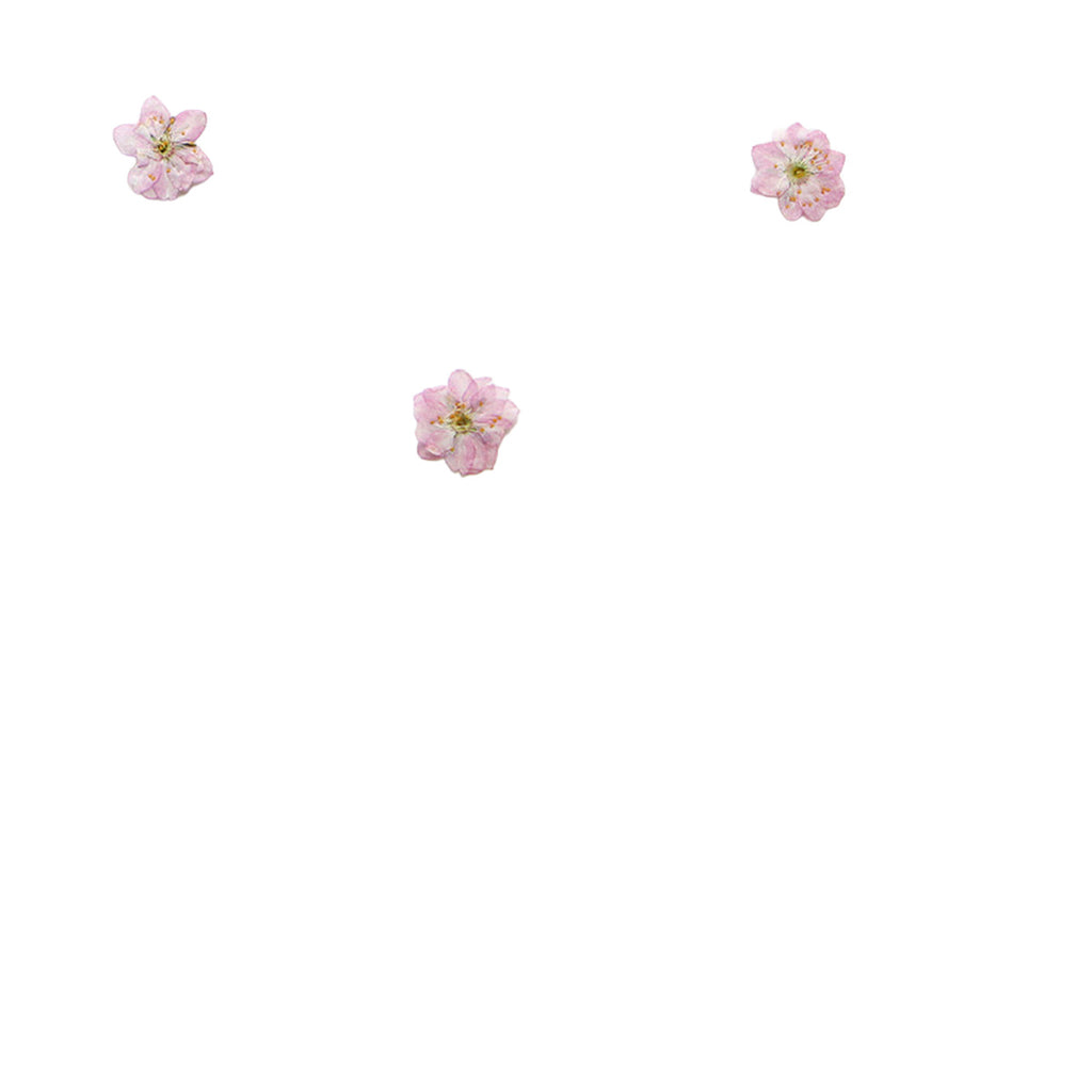 Pressed Flowering Almond botanical specimens in their natural colors