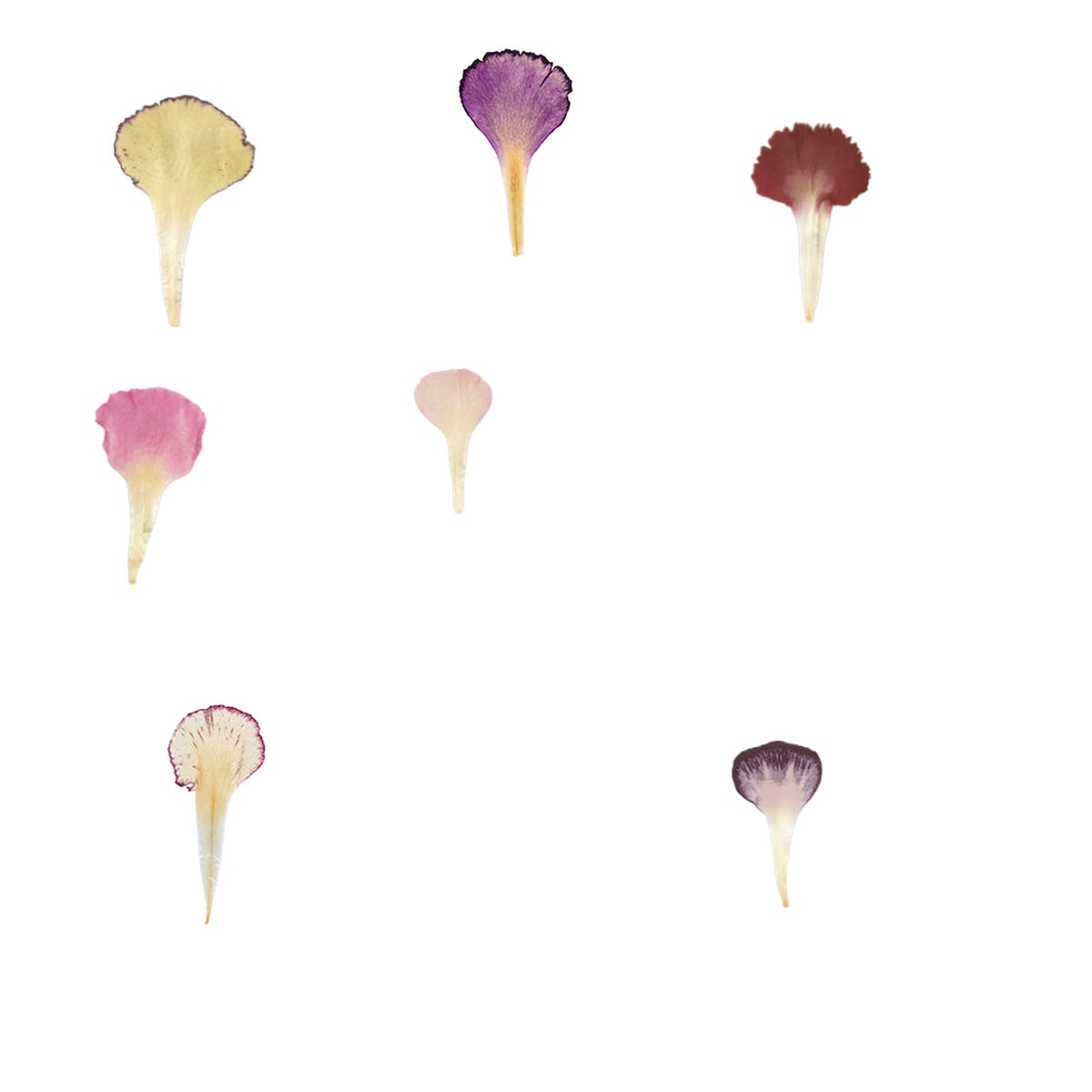 Pressed Carnation Petals botanical specimens in their natural colors