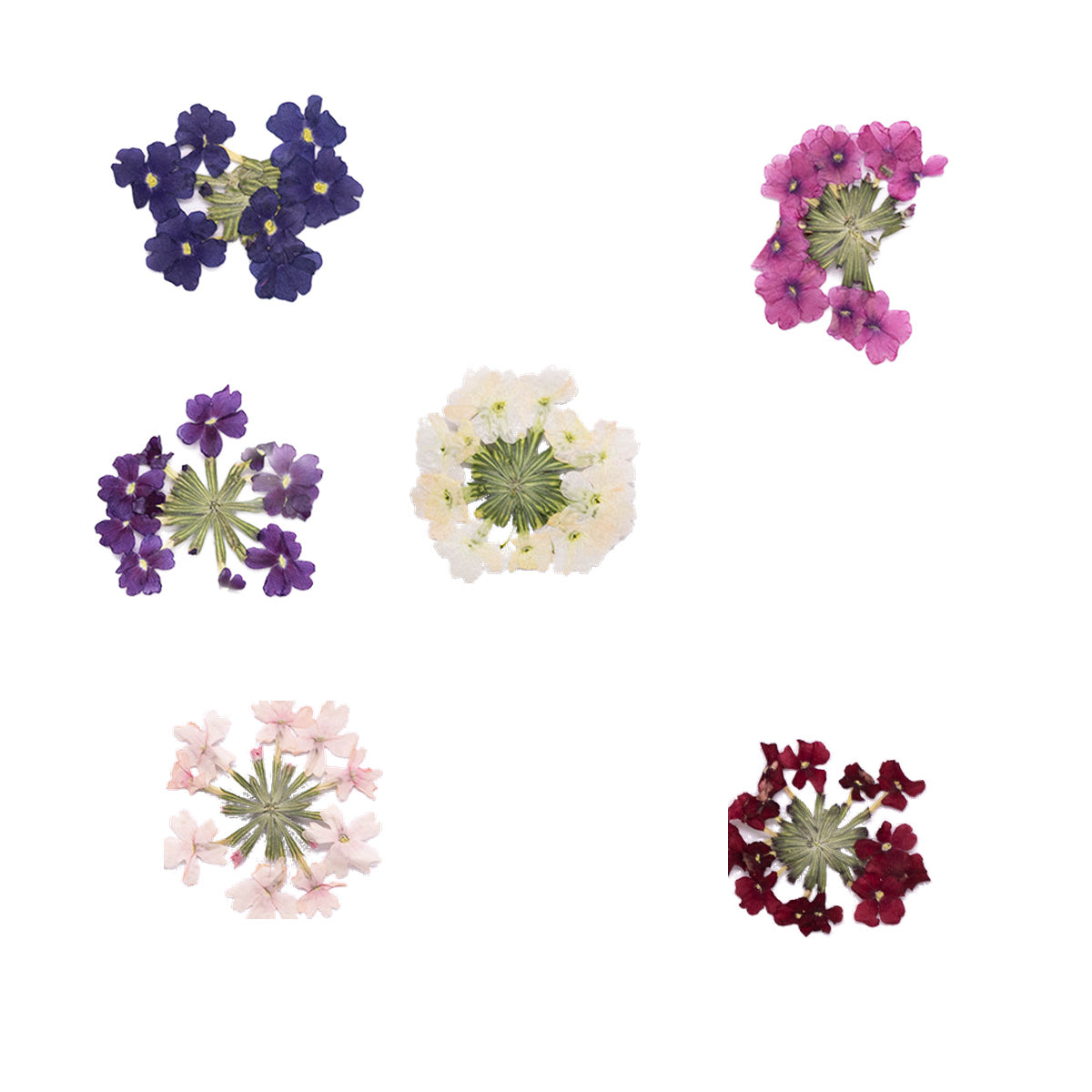 Pressed Verbena botanical specimens in their natural colors