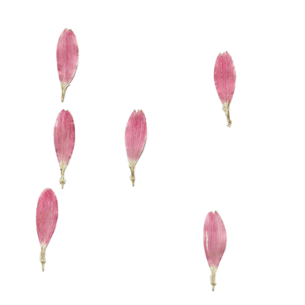 Pressed Gerbera Petals botanical specimens in their natural colors