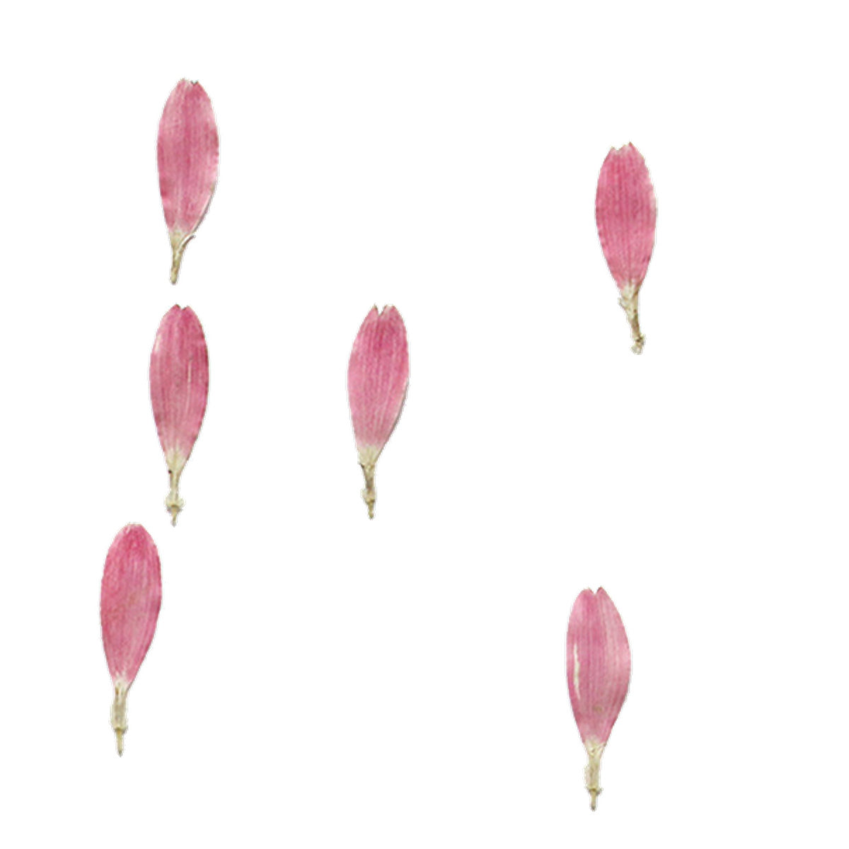 Pressed Gerbera Petals botanical specimens in their natural colors